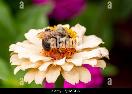 Bumble bee feeding on nectar from Zinnia wildflower. Insect and wildlife conservation, habitat preservation, and backyard flower garden concept. Stock Photo