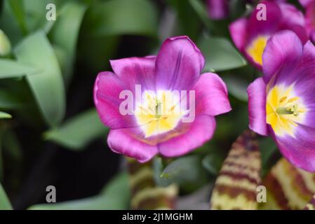 Bright purple tulip Galileo close up Stock Photo
