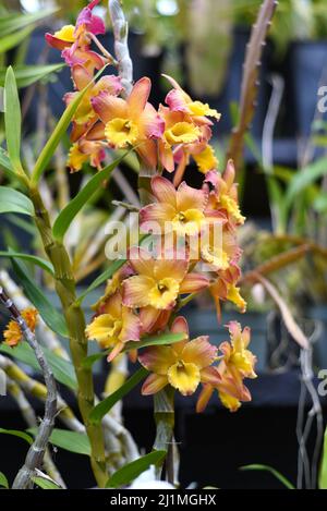 Dendrobium nobile commonly known as the noble dendrobium Orchid flower Stock Photo
