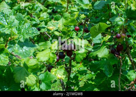 Royal de Naples old variety of black currant berries using for making sweet cassis creme liqueur in Burgundy, France Stock Photo
