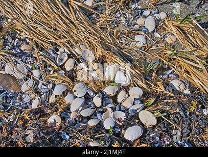 Clam and mussel shells with beach grass and dried seaweed close up. Stock Photo