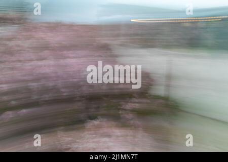 March 26, 2022, San Diego, California, USA: Pink, white, and purple wildflowers at the Torrey Pines State Beach in San Diego, California on Saturday, March 26th, 2022  (Credit Image: © Rishi Deka/ZUMA Press Wire) Stock Photo