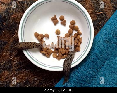 Slug eating cat food hi res stock photography and images Alamy