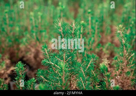 Close up young fir trees densely planted on plantations. Background of spruce branches with catkins and young shoots Stock Photo