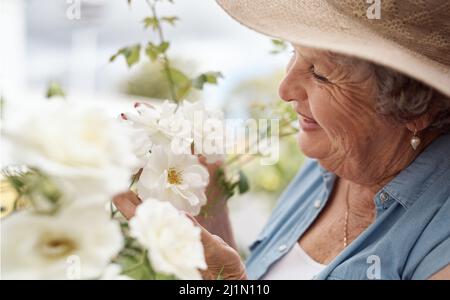 This lady of the flowers. Shot of an elderly woman looking at white garden roses in her backyard. Stock Photo