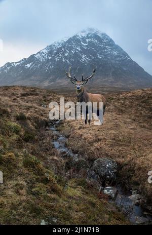 Composite image of red deer stag in Beautiful landscape Winter portrait ofn Stob Dearg Buachaille Etive Mor mountain and snowcapped peak in Scottish H Stock Photo