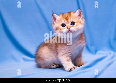 Gorgeous little British kitten Golden color with big round eyes and fluffy head. Stock Photo