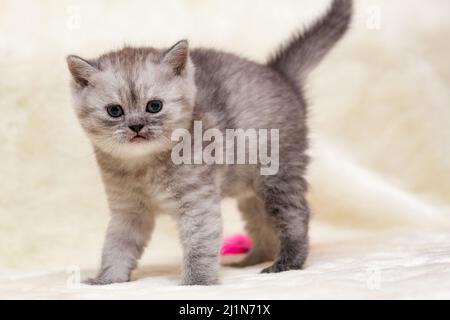 Scared kitten smoky color British breed is on four legs arching his back. Stock Photo