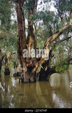 Magnificent old red gums (Eucalyptus camaldulensis) in the flooded Barmah National Park, Victoria, Australia, the largest red gum forest in the world Stock Photo