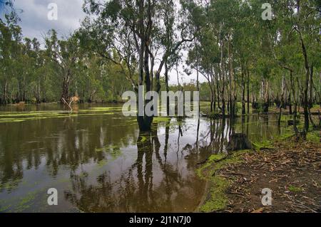 The Murray River flowing through the marshy red gum forest of Barmah National Park, Victoria, Australia. Reflection of trees in the water. Stock Photo