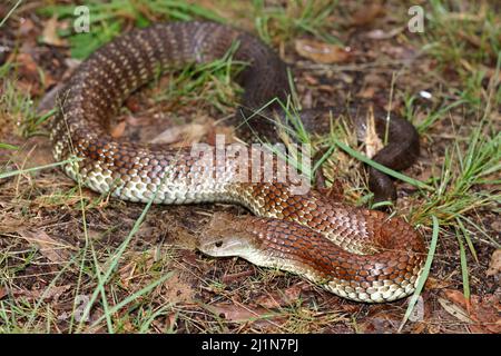 Australian highly venomous Eastern Tiger Snake Stock Photo