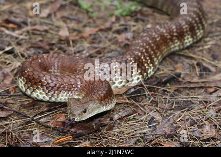 Australian highly venomous Eastern Tiger Snake Stock Photo