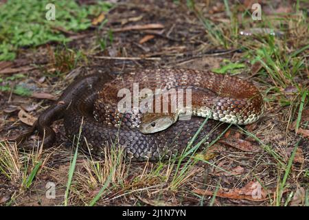 Australian highly venomous Eastern Tiger Snake Stock Photo