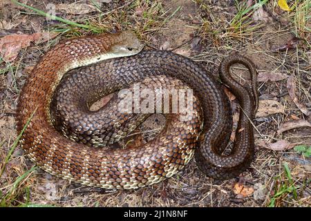 Australian highly venomous Eastern Tiger Snake Stock Photo