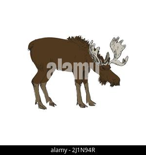 Moose, wild deer isolated on white. Concept design in flat style of wild animals living in woods. Hand-drawn elk with antlers, side view. Design for s Stock Vector