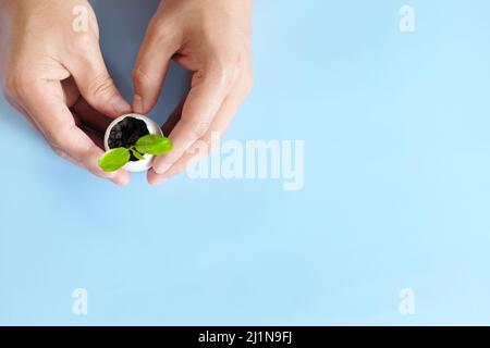 Top view of heart shape cupped hands holding a plant seedling in eggshell. Organic farming, gardening, environmental conservation concept. Stock Photo