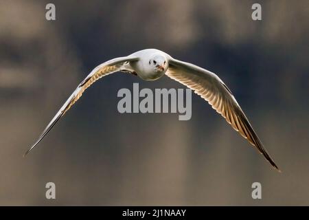 Black headed gull in fast flight. Flying with spread wings over lake. Winter sunrise. Front view, closeup. Copy space. Genus species Larus ridibundus. Stock Photo