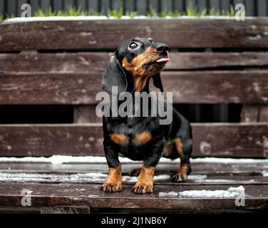 A shallow focus shot of a black Dachshund (sausage dog) standing on a brown wooden bench Stock Photo