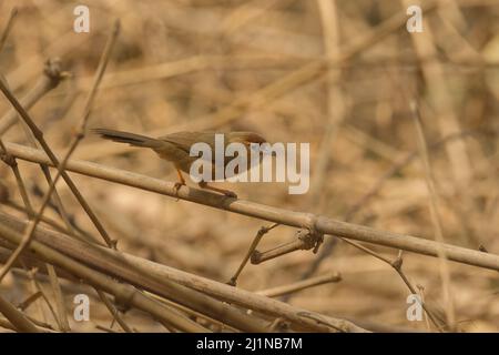 Tawny-bellied babbler (Dumetia hyperythra) foraging Stock Photo