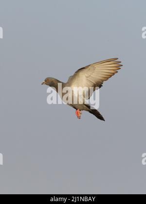 Rock Pigeon (Columba livia) in flight at Gujarat, India Stock Photo