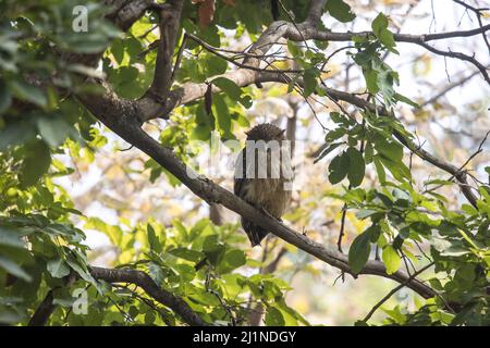 Brown Fish Owl, Ketupa zeylonensis, Panna, Madhya Pradesh, India Stock Photo