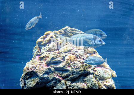 The common pandora is a fish of the sea bream family, Sparidae - popular food fish in Mediterranean countries. Hermaphrodite fish Stock Photo
