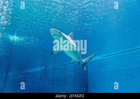 A shark swims through an aquarium tank in Genoa Aquarium Stock Photo