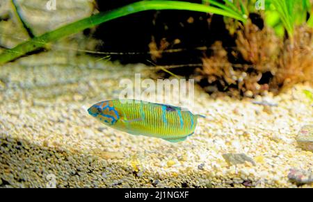 Mediterranean rainbow wrasse - small, colourful fish in the family Labridae. It can be found in the Mediterranean Sea and in the northeast Atlantic Oc Stock Photo