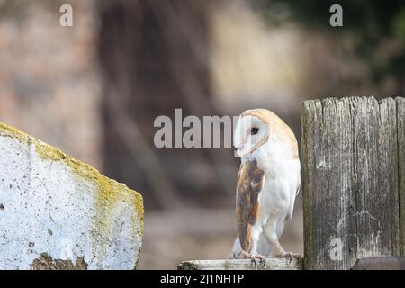 Portrait of bright form of barn owl posing on the fence iooking at the side. Stock Photo
