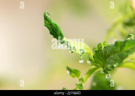 in the rays of the morning sun, young tomato leaves are covered with large transparent dew drops, selective focus Stock Photo