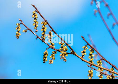 Stachyurus praecox a winter spring flowering large shrub plant with a yellow drooping racemes wintertime flower commonly known as early stachyurus, st Stock Photo