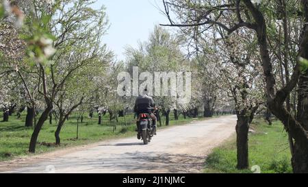 March 22, 2022, Srinagar, Jammu and Kashmir, India: The spring season in Kashmiri language is called Sonth. It is a period of two long months starting from mid-March and ends in mid-May. The season revives and gives life to the greenery, trees, flowers after the colder winter months.During spring, plants begin to grow again, new seedlings sprout out of the ground. (Credit Image: © Firdous Parray/Pacific Press via ZUMA Press Wire) Stock Photo