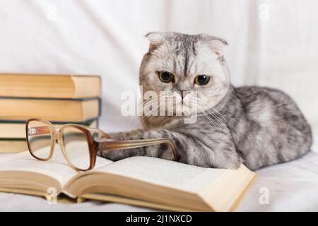 Cute cat plays with glasses and open books close up Stock Photo