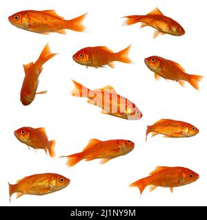 Collection of goldfish. High resolution 4000 x 4000 pixels. On clean white background. Stock Photo