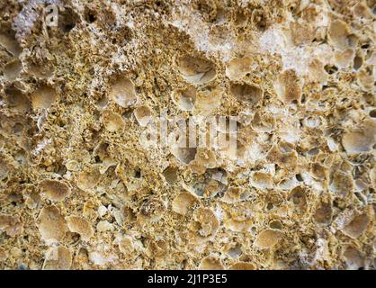 shell rock texture close up Stock Photo