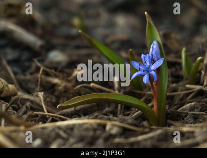 snowdrops on the lawn sprouting among the leaves in early spring Stock Photo