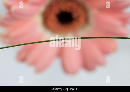 Water Drop Reflection With Pink Gerbera Flower Stock Photo