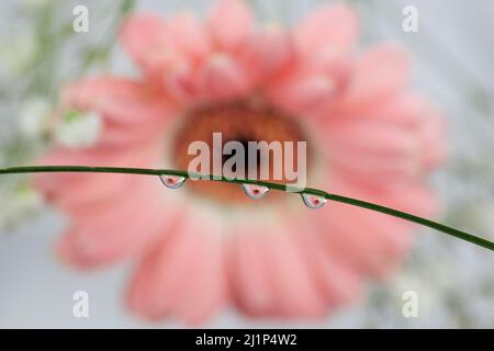 Water Drop Reflection With Pink Gerbera Flower Stock Photo