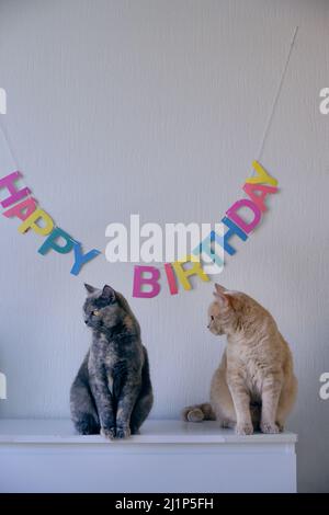Portrait of two fluffy cats sitting together on a dresser with the text happy birthday in the background Stock Photo