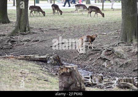 Vienna, Austria. Young mouflon (Ovis gmelini musimon) in the Lainzer Tiergarten Stock Photo