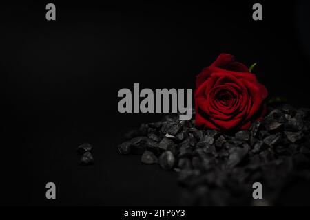 red rose on black background Stock Photo