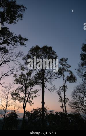 Silhouette trees with crescent moon on hill in tropical rainforest at evening Stock Photo