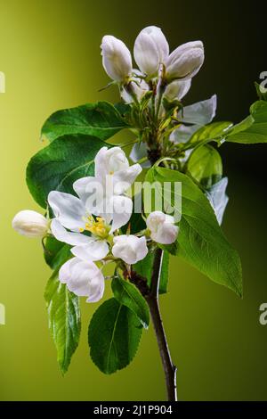 Flowering Apple Tree Flowers on Green Background. Spring Flowers Opening. Blooming Fruit Tree Branch Backdrop. Vertical Cropping Stock Photo