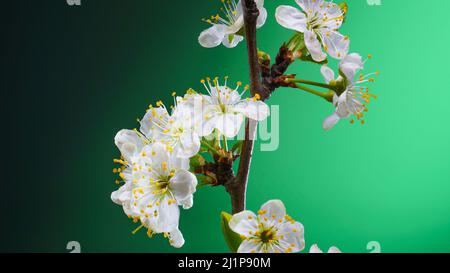 Apple Tree Branch on a Green Background. Spring Garden Flowers Close Up. Blooming Fruit Tree Branch Backdrop Stock Photo