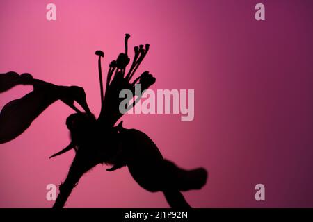 Black silhouette of a flower on a red background close-up. Blooming Fruit Tree Flower Backdrop with Copy Space. Stock Photo