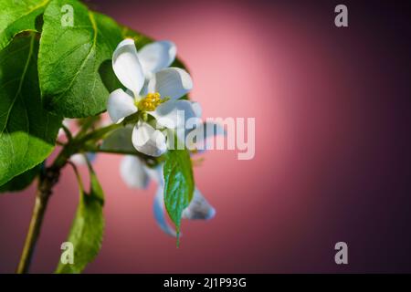Apple Tree Branch with Blooming Flowers Close Up. Blooming Fruit Tree Branch Backdrop with Copy Space. Stock Photo