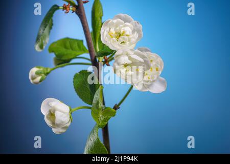 Plum Tree Branch with Blooming Flowers Buds on a Blue Background Close Up. Fruit Tree Blossom in Spring. Seasons Change Background Stock Photo