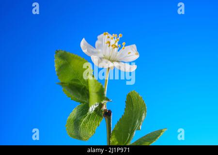 Cherry flower bud blooms close up on a blue background. Cherry blossom in spring. Seasons change background Stock Photo