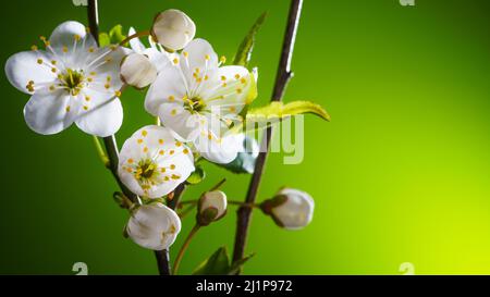 Cherry Branches with Blooming Flowers Buds on a Green Background with Copy Space. Cherry Orchard Blossom in Spring. Seasons Change Background Stock Photo