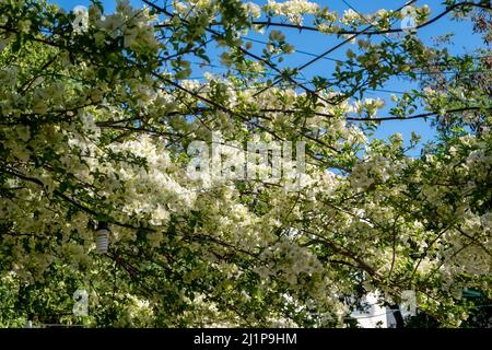 Bougainvillea spectabilis evergreen, white flower blooming plant background. Thorny ornamental wild tropical vine, bush, tree with green leaf. Stock Photo